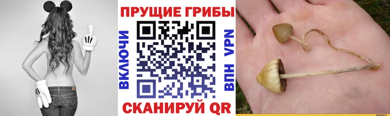 Купить  Приморско-Ахтарск  Галлюциногенные грибы MAGIC MUSHROOMS 